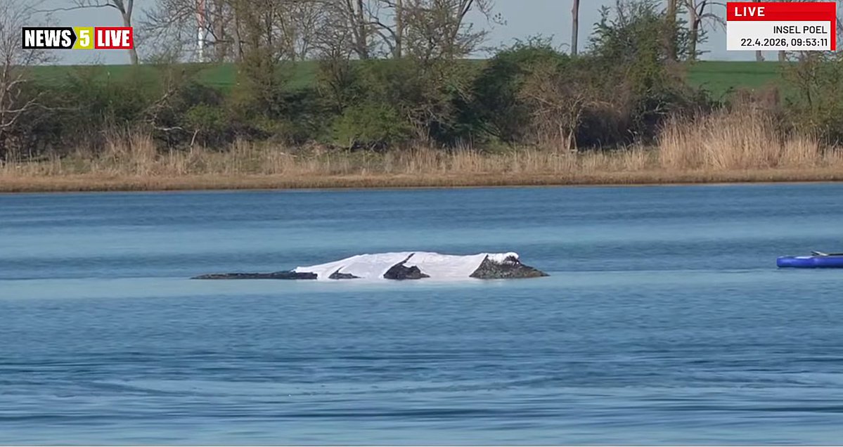 Nin 🐋💙 tweet media