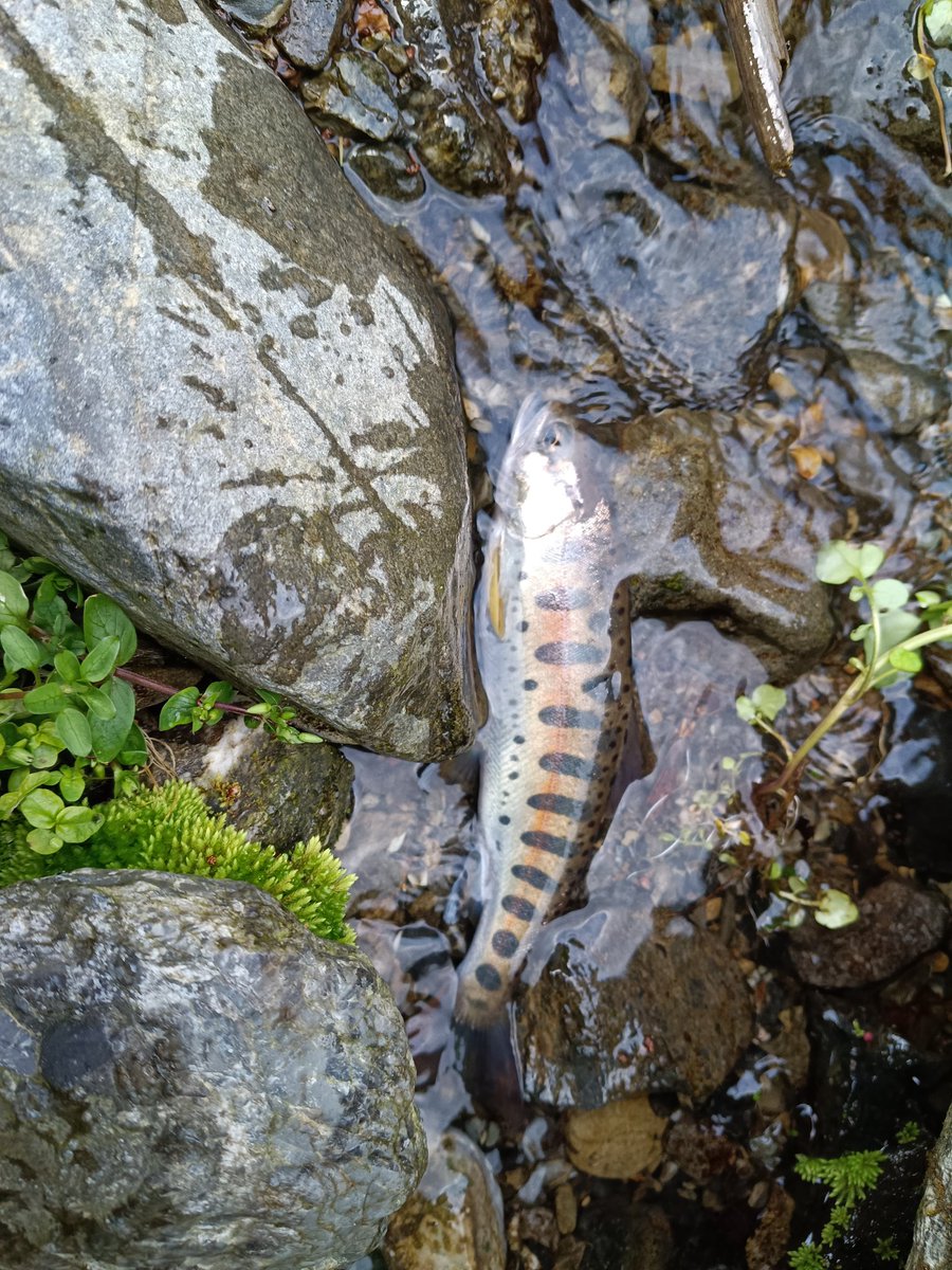 2匹目。メガネ落とした…