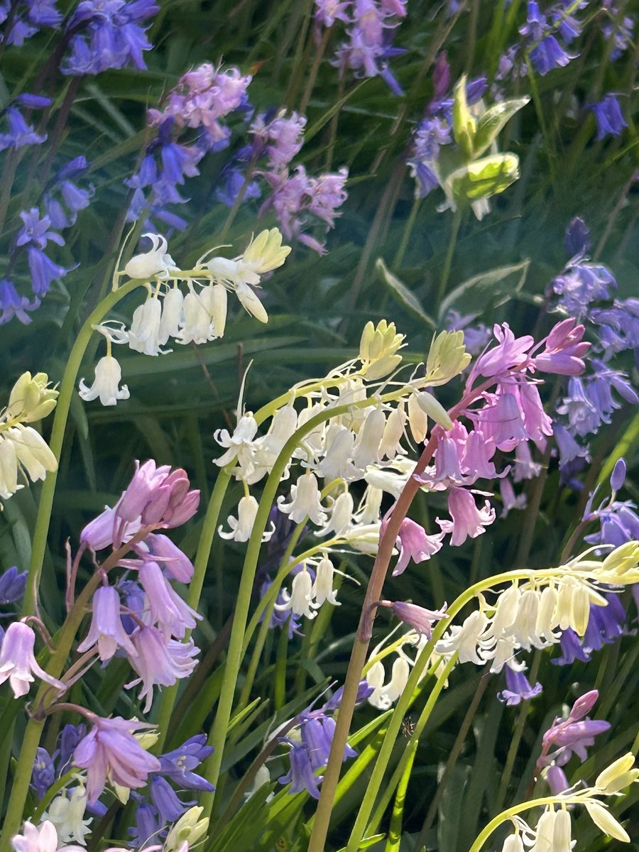 Vixyl's tweet image. Morning 👋 Looking like another lovely day ☀️ pretty bluebell time 💜🤍💗💙 Happy Wednesday, have a good un 😊🌸🌿

#flowers #gardening #bluebells