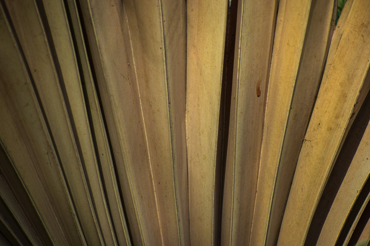 mathgraou's tweet photo. Close-up of dried palm leaves arranged in a fan

Based on "Close-up of dried palm leaves arranged in a fan". Photo by Saifee Art

Photo: Saifee Art https://t.co/Ejd096cynP https://t.co/TFBhQquaY7