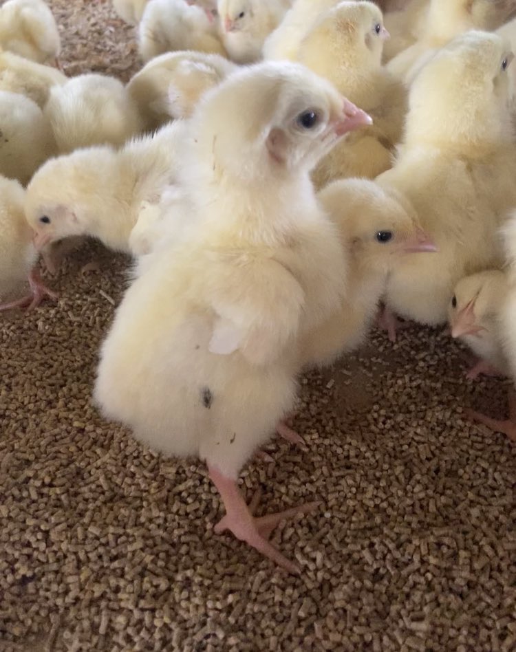 سرخیو tweet media