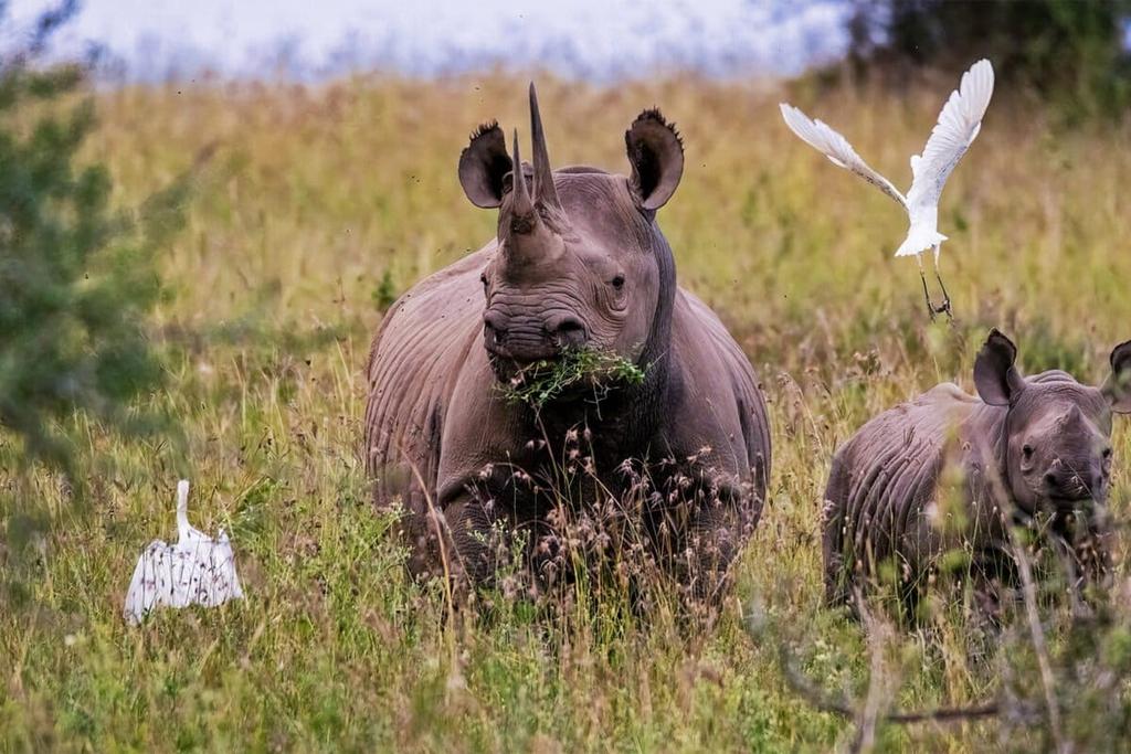 SueSpurgin's tweet image. #Chinese court cases expose the truth: most trafficked #rhino horns come from #SouthernAfrica. Demand is relentless. Syndicates are thriving. And yet #SoutAfrica wants to legalise int trade? You don’t fix a crisis by feeding it.
Rhinos are not commodities! share.google/mXMusxdPEB9w65…