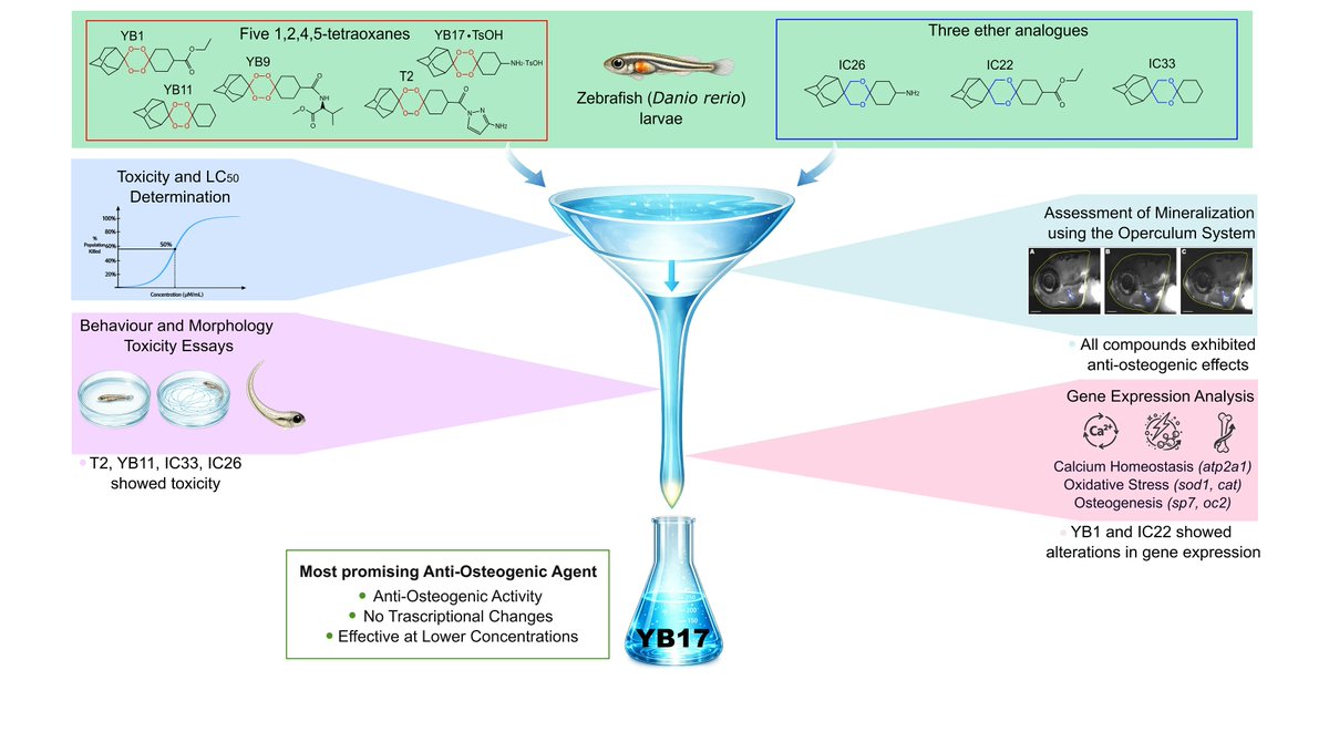 Toxics_MDPI's tweet image. 📢 #callforreading
📝 Evaluating #Toxicity and Anti-Osteogenic Activity of #Artemisinin-Inspired #Endoperoxides in Zebrafish Larvae
✍️by Yaryna S. Buzan et al. 
🧩brnw.ch/21x1ODO

#osteogenic_activity #calcium_homeostasis #PfATP6 #SERCA #zebrafish_larvae