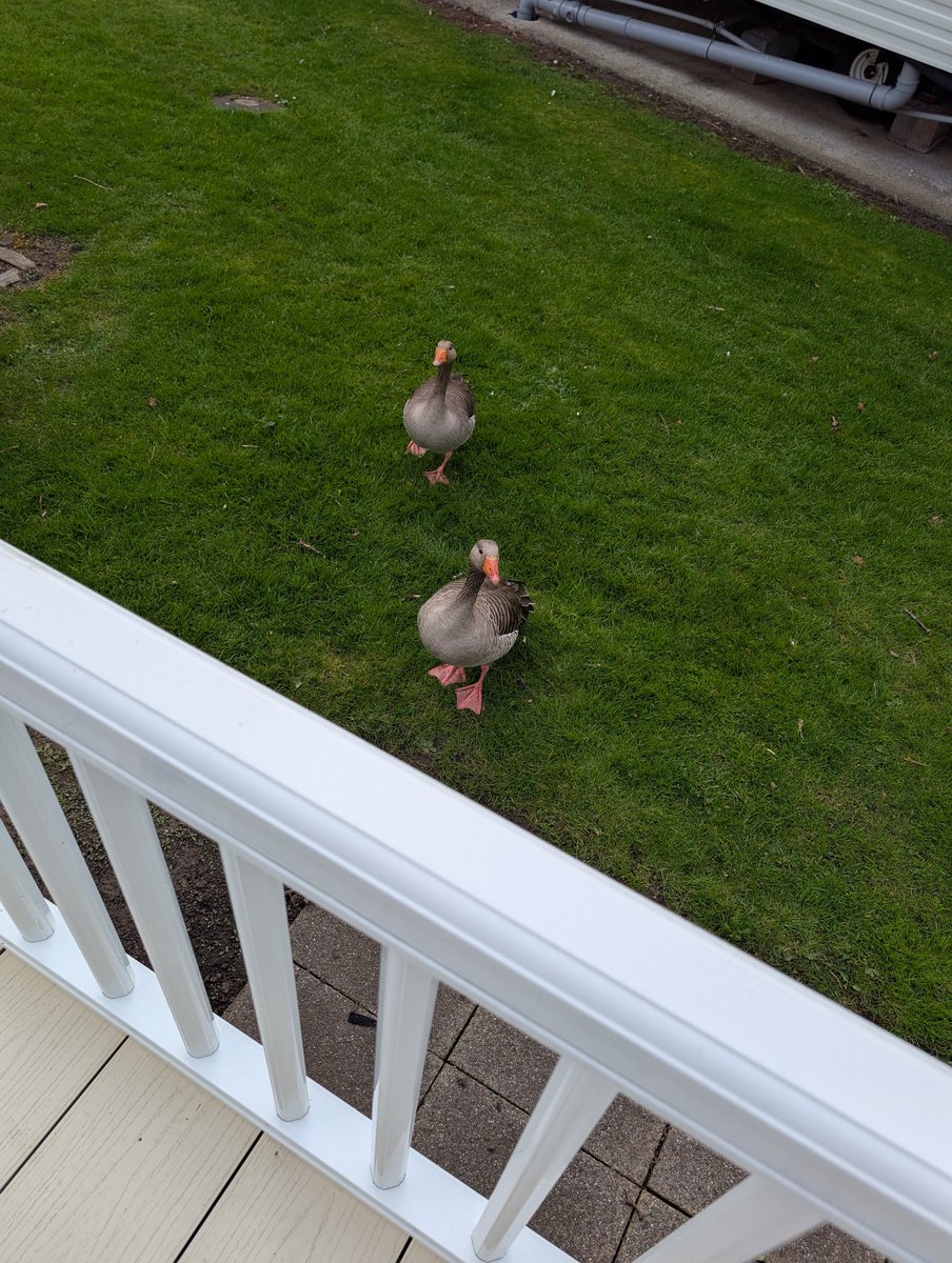 MrsSullivan2896's tweet photo. Not everyday you wake up to this at your front door https://t.co/xtrhjPDPTb