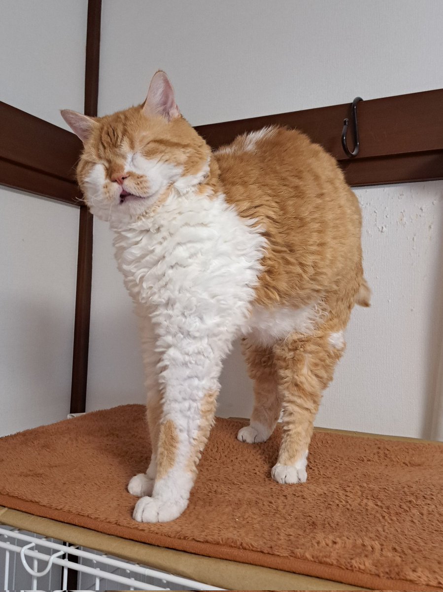 ラムキンのもやし君 tweet media