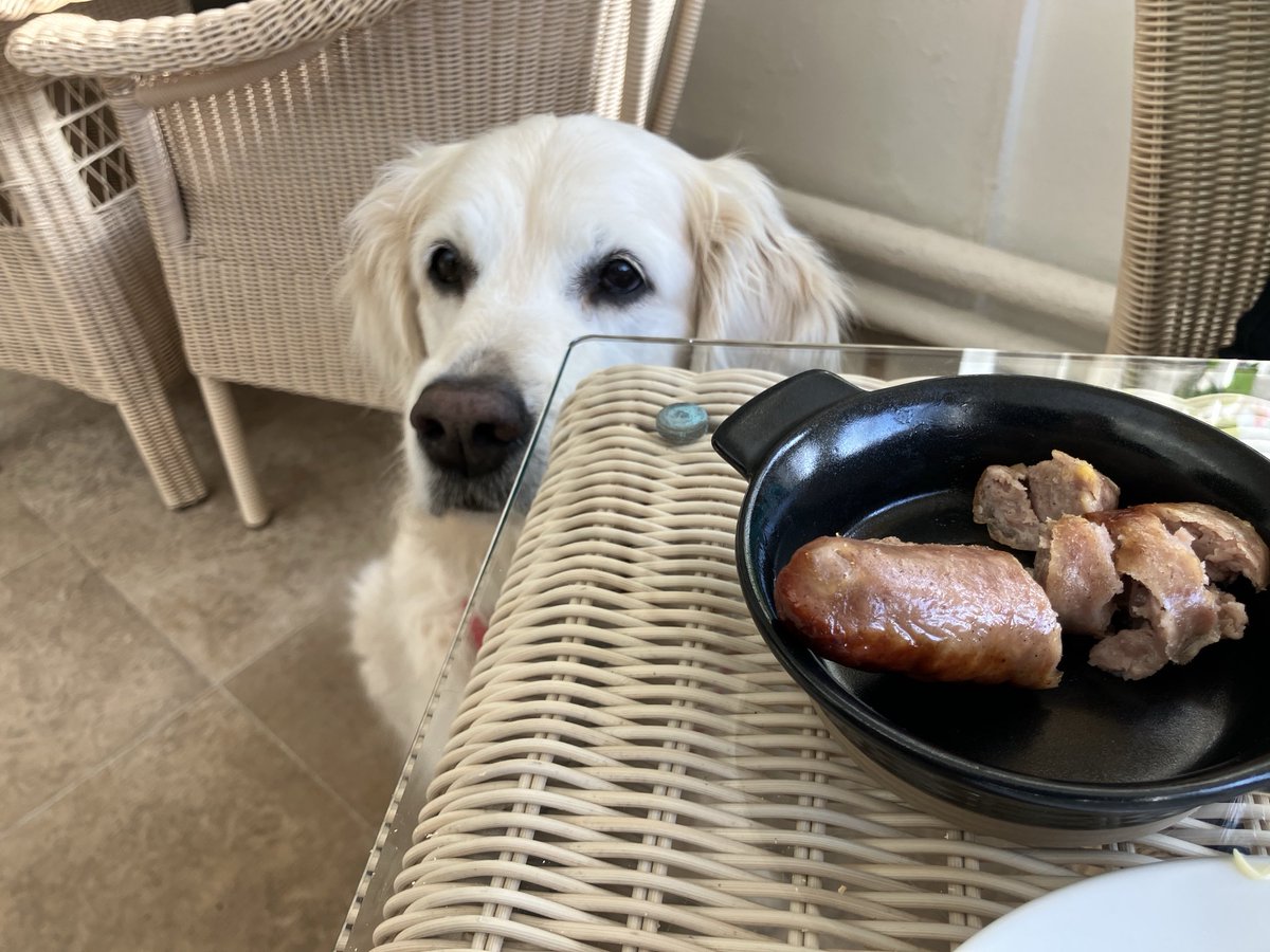 loabi_retriever's tweet image. I like this hotel. They brought me a whole sausage of my own for breakfast! #HappyDog #LifeisGood