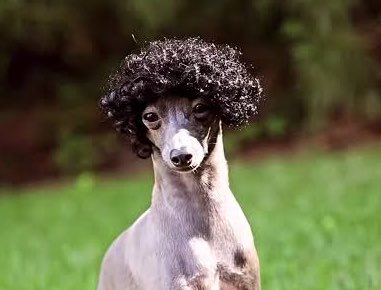 danielorbon's tweet photo. así imagino a diego ibáñez cada vez que escucho el perro de tu señorío https://t.co/epgKqfecEa