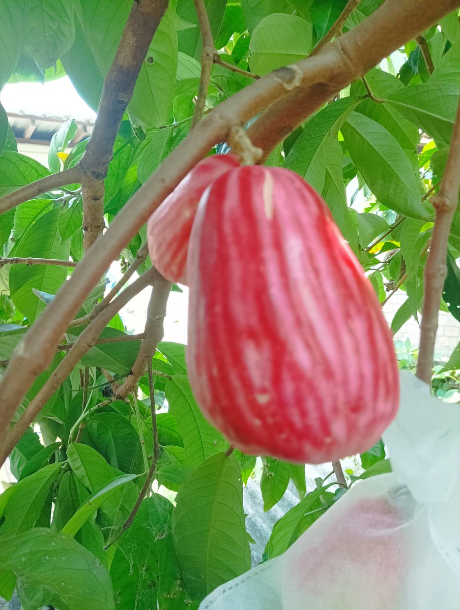 logo78190's tweet photo. Jambu favorit udah mulai berbuah https://t.co/XJjuUJbDTK
