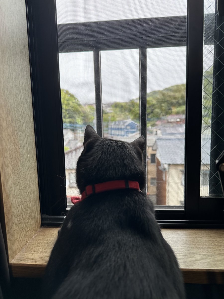 you@猫おじ tweet media