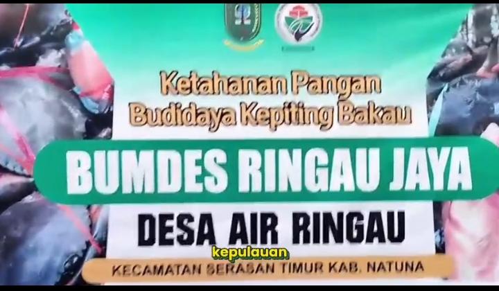 DARI NATUNA UNTUK INDONESIA. BUMDesa Desa  Air Ringau di Ujung Utara Negeri  berinovasi membudidayakan kepiting untuk kesejahteraan warga. Desa Berdaya Indonesia Jaya

<a href="/YandriSusanto/">Yandri Susanto</a>
 <a href="/KemensetnegRI/">Sekretariat Negara</a>

#BPSDMKementerianDesaPDT
#BUMDesaNatuna
 #KerjaTPPBerdampak #BUMDesaMensejahtra