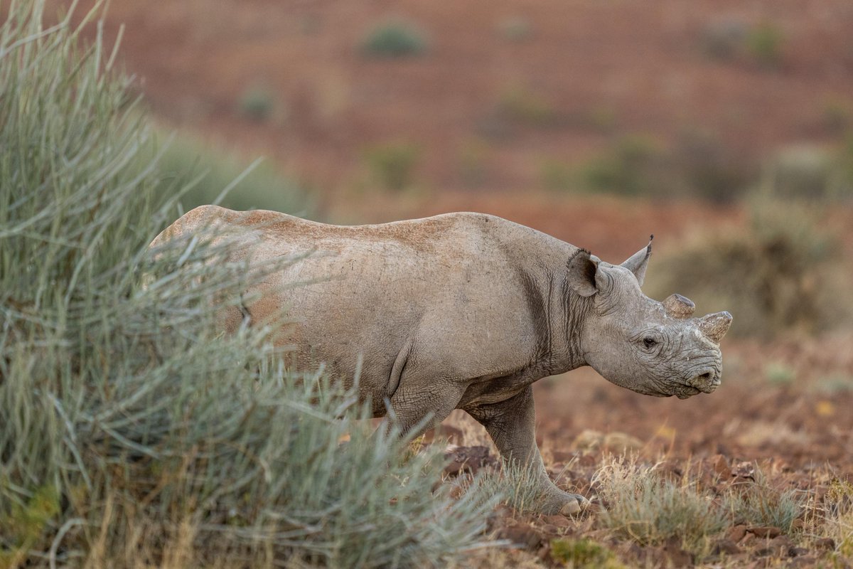 Save the Rhino Trust tweet media