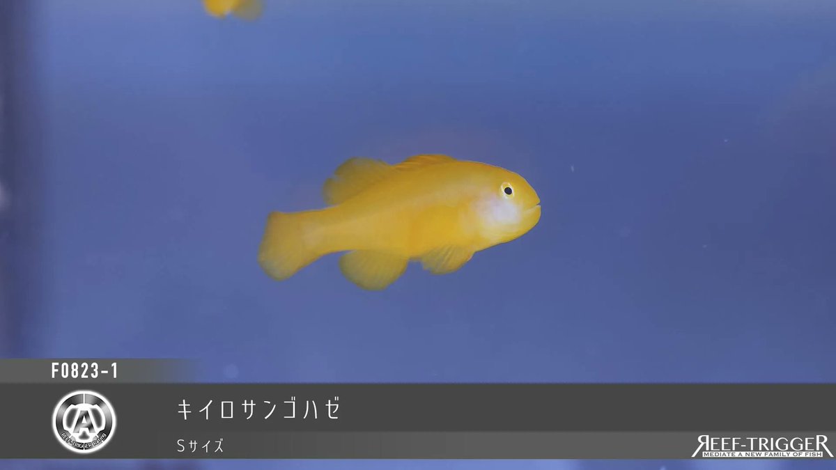 欠品解除

[複数割ありシーズンもの！]沖縄/キンギョハナダイ ベビー Sサイズ
[藻処理優秀]ヒフキアイゴ ベビー　Sサイズ
[複数割あり]キイロサンゴハゼ　Sサイズ

reef-trigger.shop/?mode=cate&cbi…