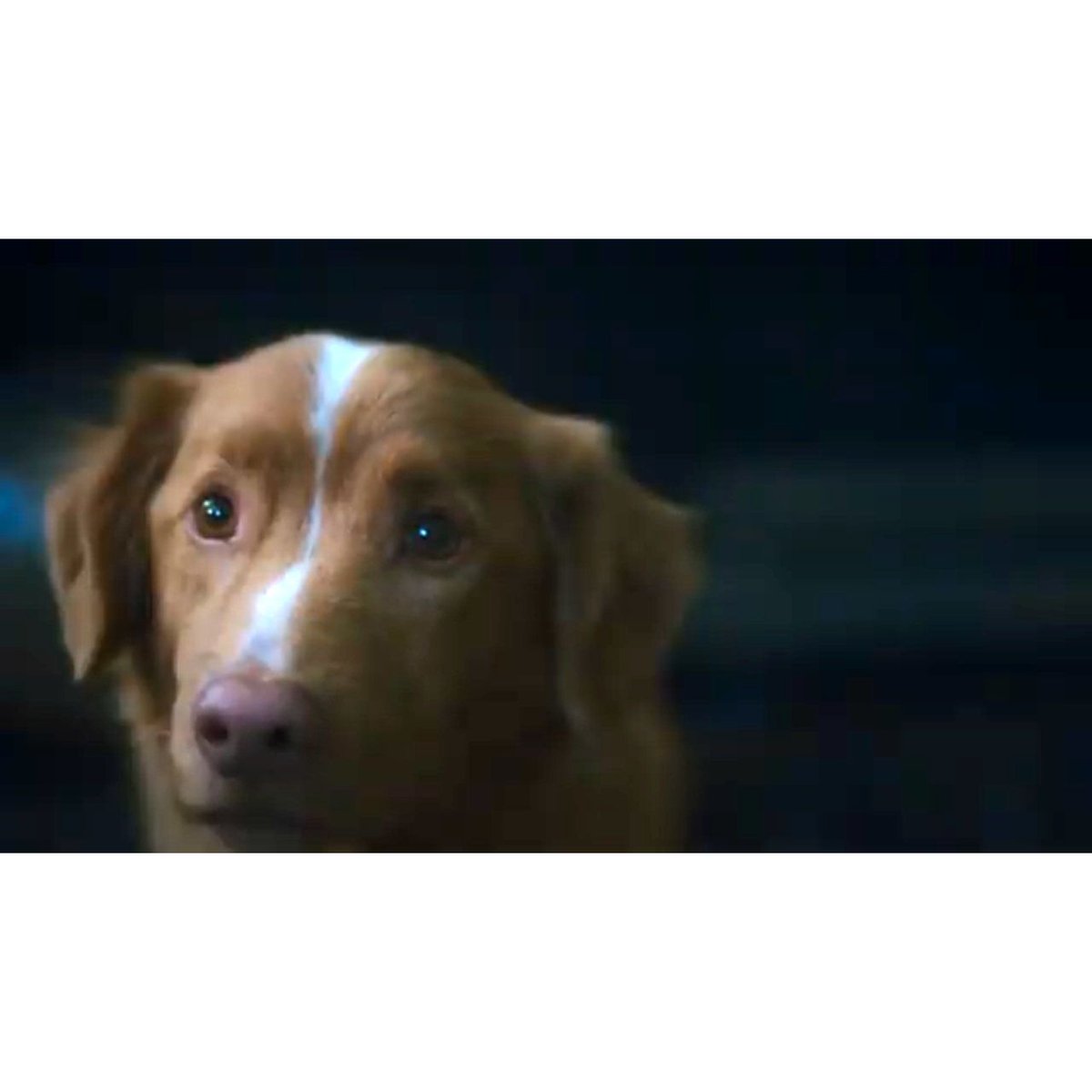 fy7d2's tweet image. イヌ目線だからこその没入感ホラー😱

＼『 #GOOD BOY ／グッド・ボーイ』特報／

SNSで話題沸騰、2週連続全米トップ10入り！飼い主を守ろうと犬が奮闘する物語が7月10日公開。このたび、特報、本ポスター、場面カットが一挙公開されました。
buff.ly/00Vn88x