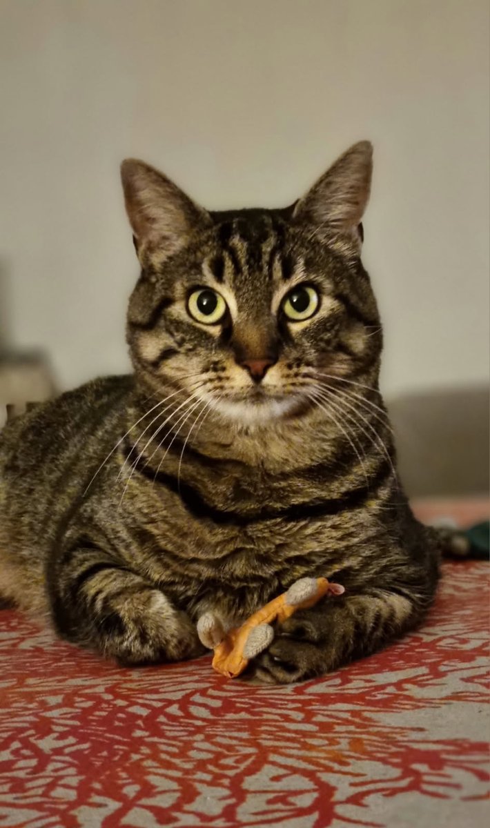 Line2319Line's tweet photo. Mon amie Christine à adopté le chat de notre Mamie de ❤décédée il y a 1an il s appelle VIRGULE 12 ans
Elle est en invalidité  il a un cancer du poumon un Adénocarcinome  on va devoir le faire opérer le véto va lui enlever 1 lobe de poumon🙏 😿
Je vais mettre pour elle 1 cagnotte https://t.co/FV6xZNayuu