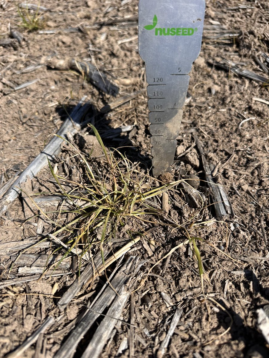 Grassroots Agronomy tweet media