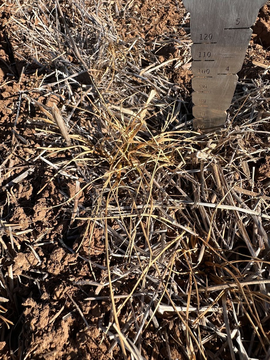 Grassroots Agronomy tweet media
