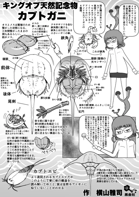 「なんかごちゃごちゃしてる」で済まされがちな「カブトガニの裏側」だが、丁寧に読み解くと普通に合理的な形をしている。
#クック先生の動物講座 