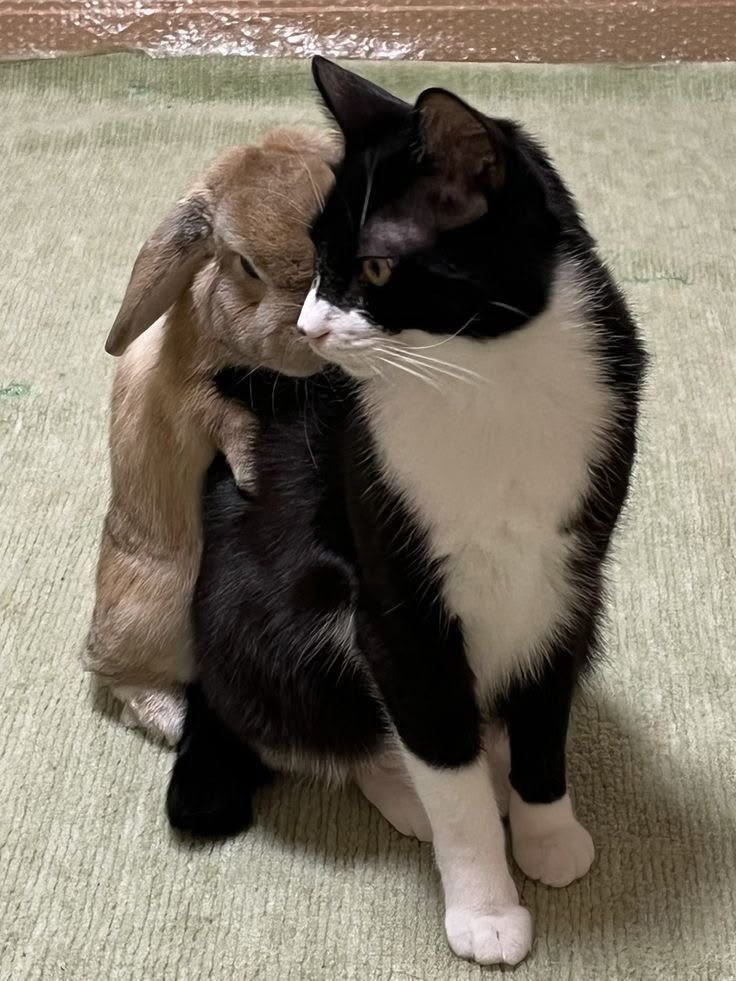 thepopularanimals tweet media