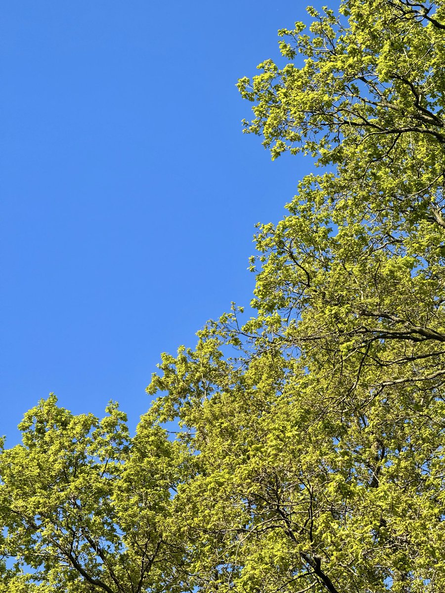 pausedME's tweet image. I was just out with my dog in nature.

I looked up at the deep blue sky through the treetops, and it hit me hard. 
Five years ago, I was certain I’d never see the sky again because of #MECFS.

Now, it’s the small things. I feel grateful.