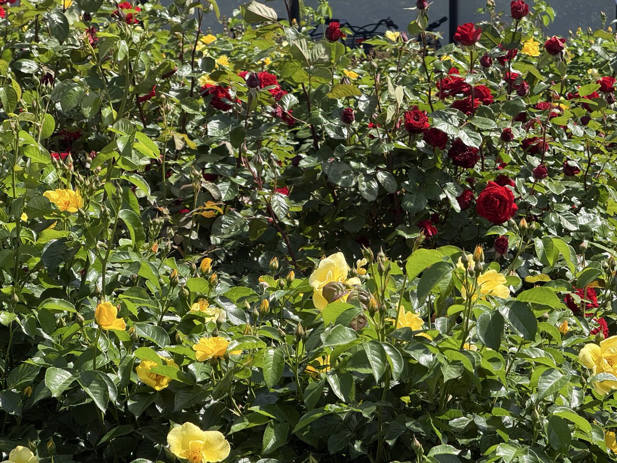 彩の国さいたま芸術劇場＜総合＞ tweet media