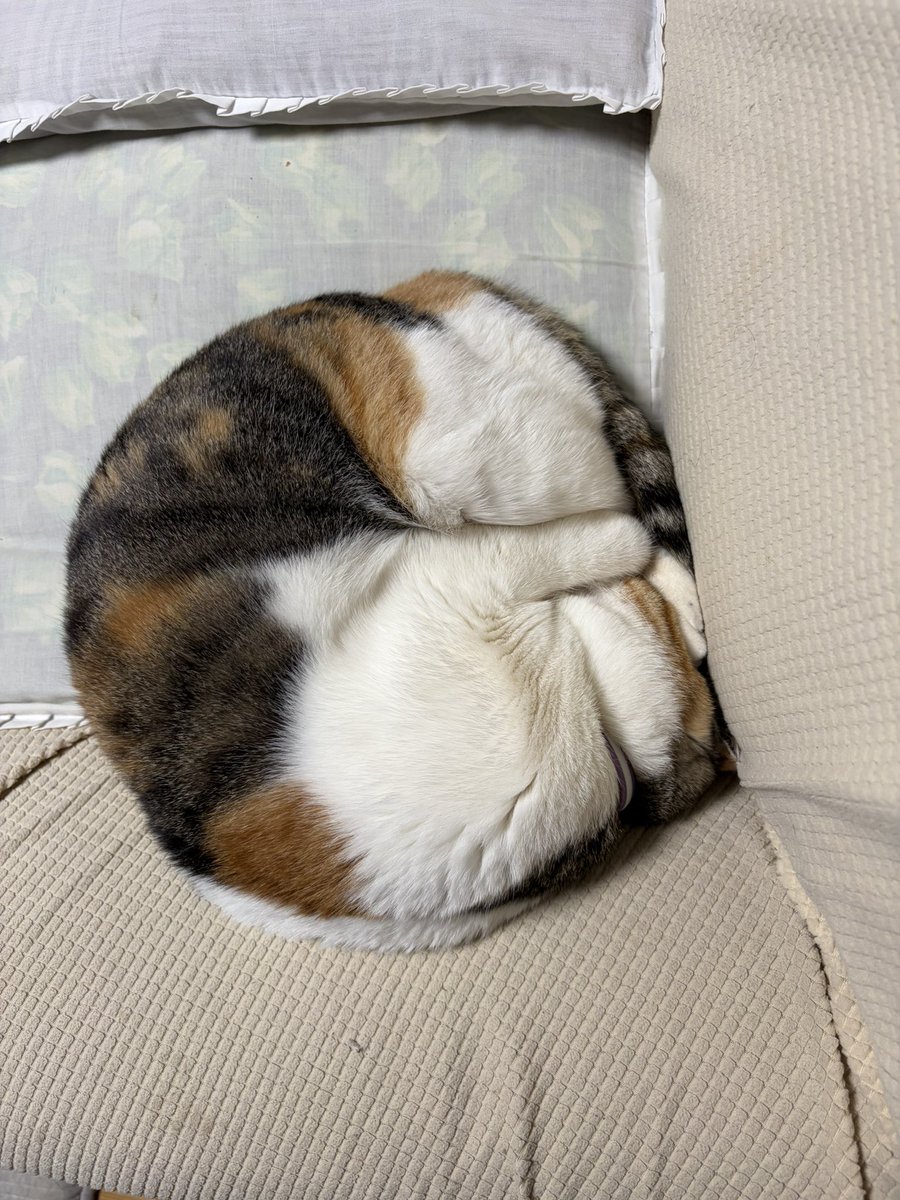 hakochanjp's tweet photo. まる〜いねこ🐈 https://t.co/6ezXMbFLed