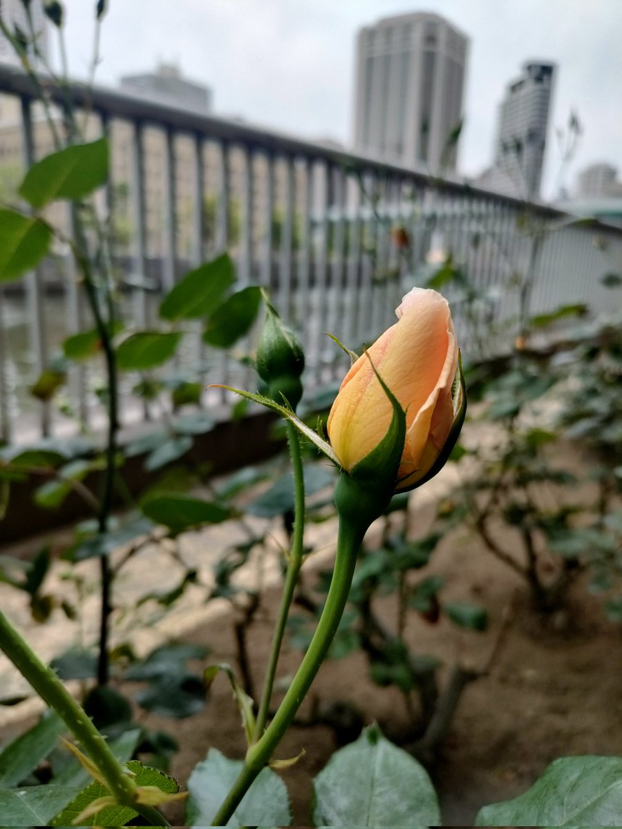 𝙼𝚊𝚍𝚘𝚔𝚊 𝙼𝚒𝚢𝚊𝚖𝚘𝚝𝚘 tweet media