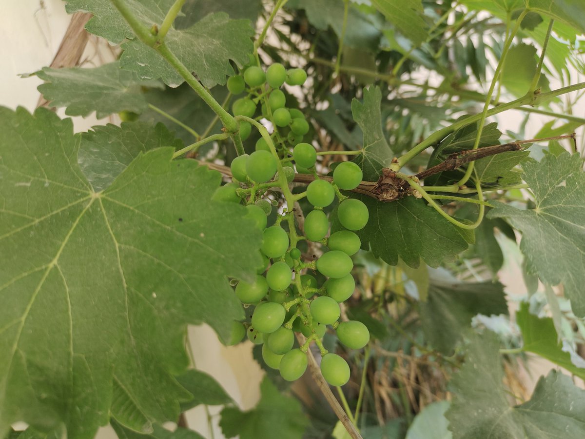 itx efali❣️ਫਰਾਹ ਅਲੀ❣️12/12 tweet media