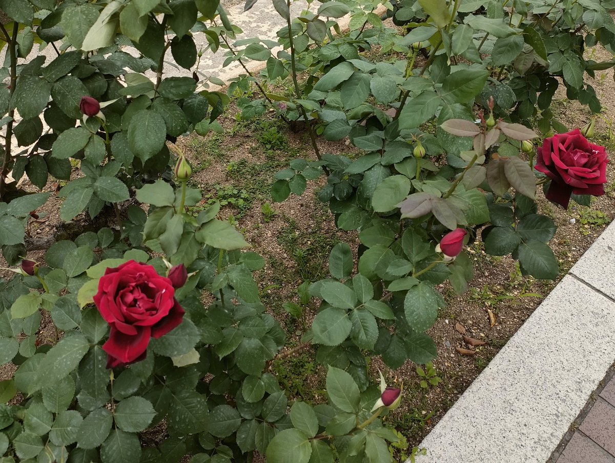 𝙼𝚊𝚍𝚘𝚔𝚊 𝙼𝚒𝚢𝚊𝚖𝚘𝚝𝚘 tweet media