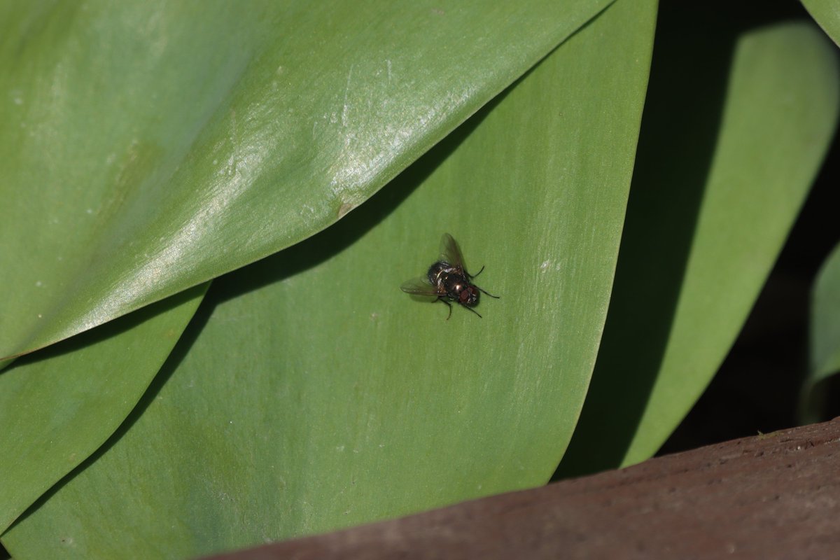 jgphotography10's tweet image. Blowfly at Ushaw  🐞📸 - 07-04-2026

#Fly #Blowfly #Minibeasts #Durham #Photography