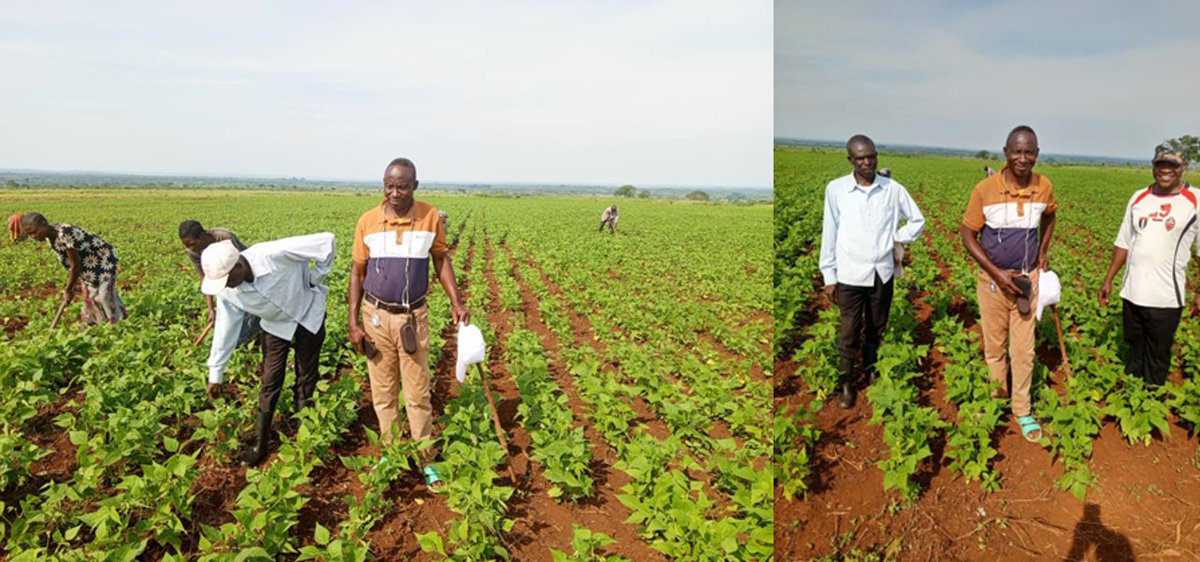 _PABRA's tweet photo. Beans. Knowledge. Results.

In Kaniama 🇨🇩, The PADCA-6P Initiative is training 800+ farmers, testing 6 biofortified beans🫘 &amp; boosting yields. This is being led by @BiovIntCIAT_eng + @INERADRC.

Pure practical science, supported by @AfDB_Group.

Read more: https://t.co/KQBU0fUoYy https://t.co/zorNa7zYqD