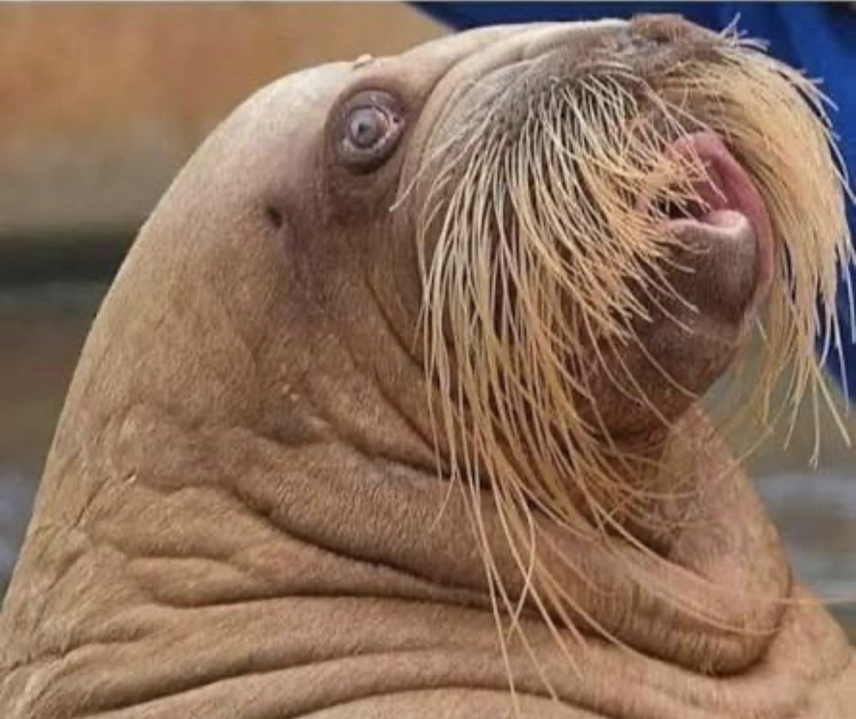 💀Terminator💀 tweet media