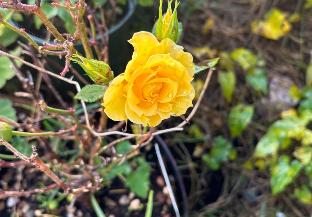 GloriaJudd810's tweet image. #Raindrops and Roses - A rose from my home county, the shire of the Rose 🌹