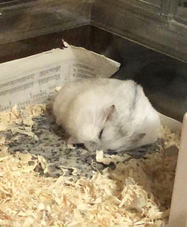 ｽﾔｧ(ᐡ_  ̫ _ᐡ)𓈒𓏸︎︎︎︎

#すよすよ水曜日