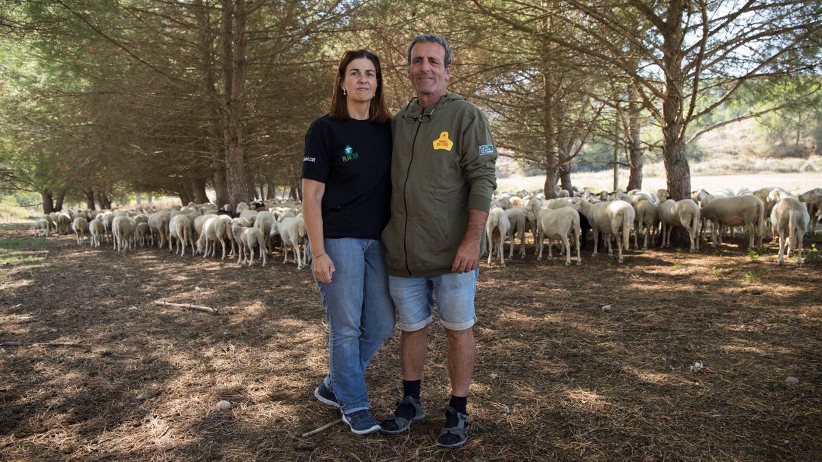 ramatsdefoc's tweet photo. 🌿Us presentem la Gemma i en Jordi de @PlaOvi5, una explotació d’oví en extensiu a #Algerri (#LaNoguera). El seu ramat pastura diàriament pels voltants del poble, també en zones ZEPA i a l’espai natural protegit de la Serra Llarga. Tenen botiga pròpia.ℹ️👉 https://t.co/i88cdl05lN https://t.co/bs2vKXaTlc