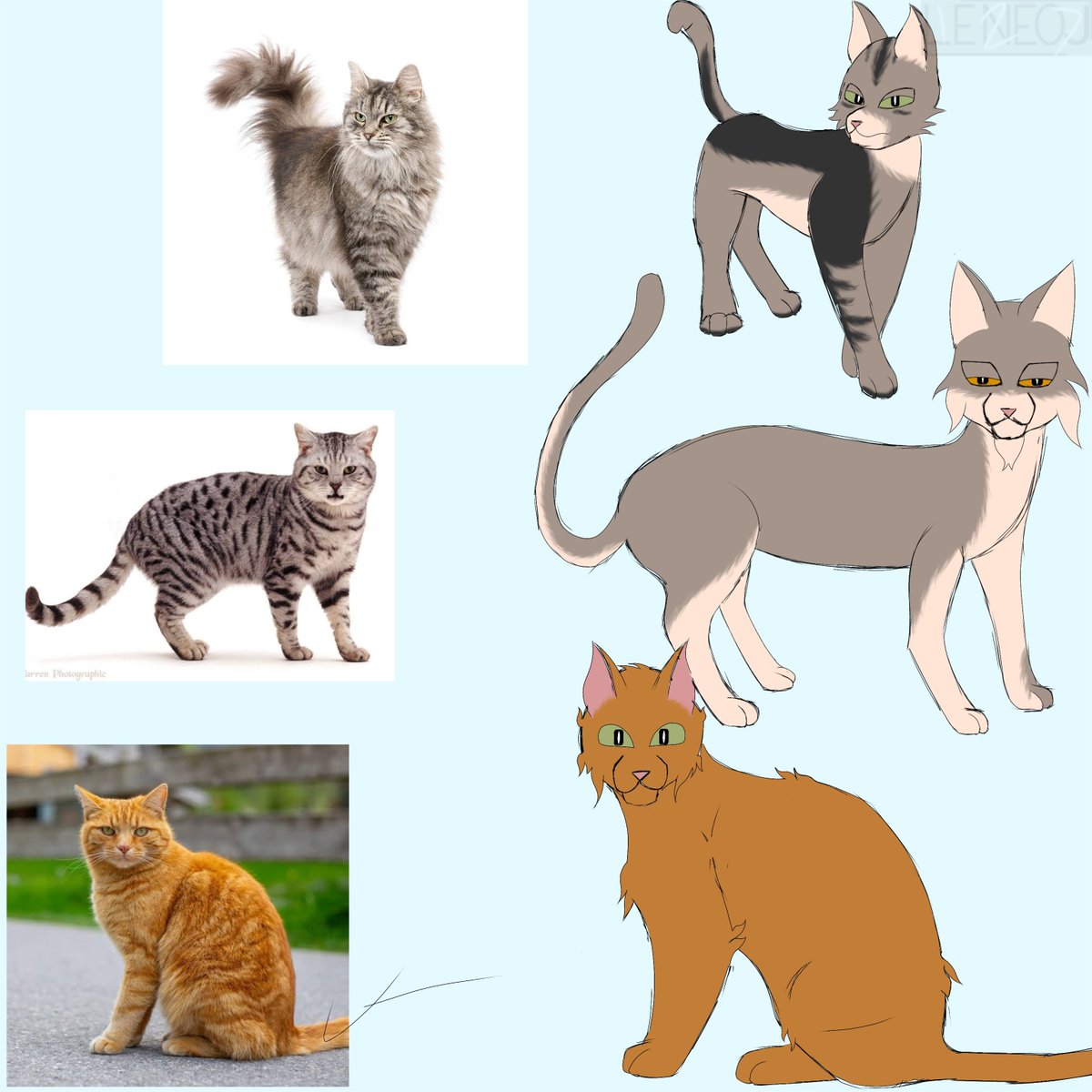 leneoj127's tweet image. Practiced drawing cats. Tried drawing a few w/o relying too much on the references

#warriorcats