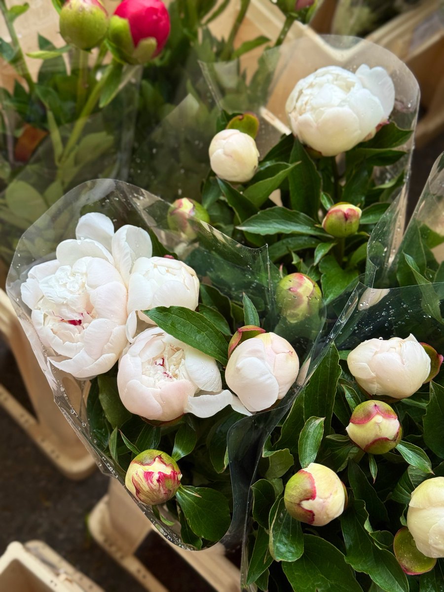 Melina ملیـــ🌸نـا tweet media