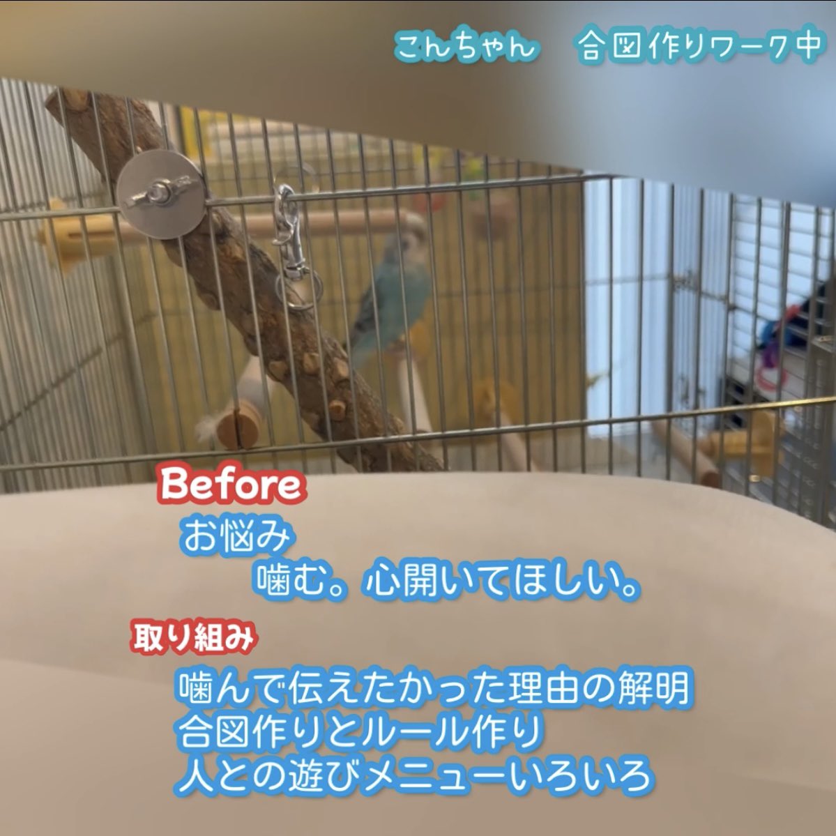 クロース真桜 tweet media