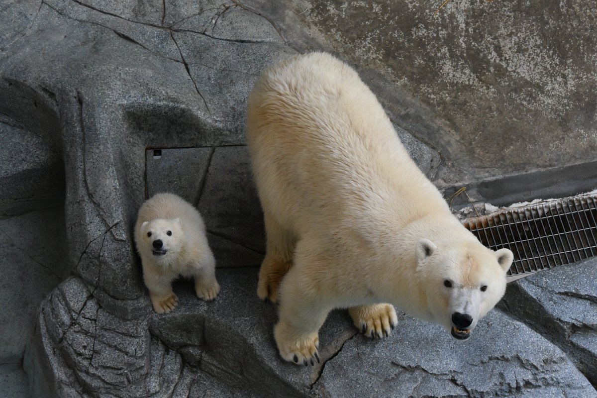 男鹿水族館GAO【公式】 tweet media