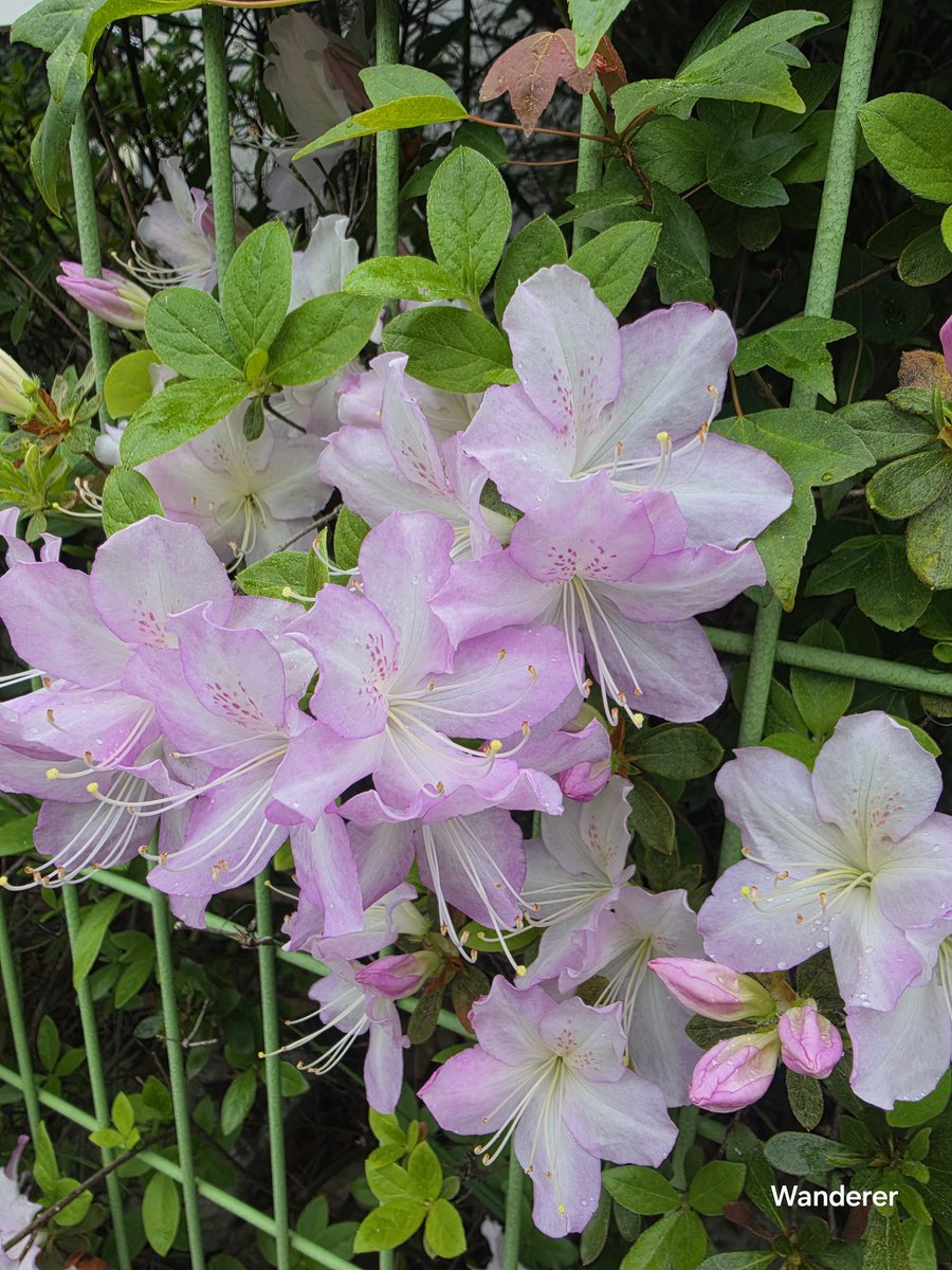 heehee78291's tweet image. Pink + white. Azalea.🌸💚✨️​#nature.  #FlowersOnX. #Flower