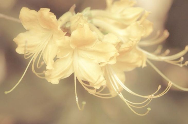 bunny.site: th'sweety baby ៸៸ ׂ ִ𖹭᭺ ੭ tweet media