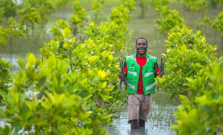indirasulistya's tweet image. Gue baru aja deep dive soal program mangrove mereka di pesisir Papua, and honestly, it’s mind-blowing. A thread buat kalian yang pengen tau how they save the planet! 🧵✨ #FreeportIndonesia #Sustainability #JakselTalks