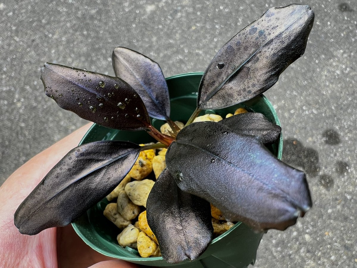 Blutan55 tweet media