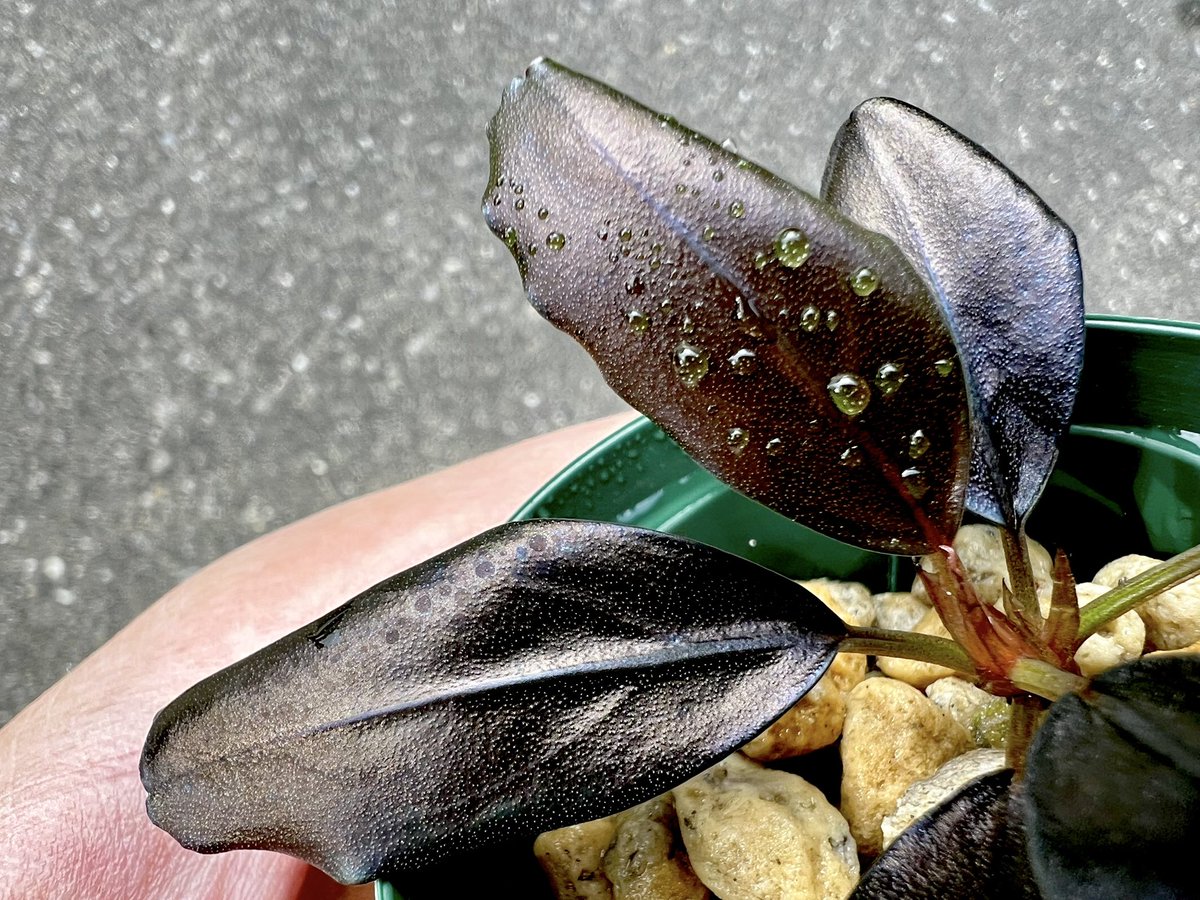 Blutan55 tweet media