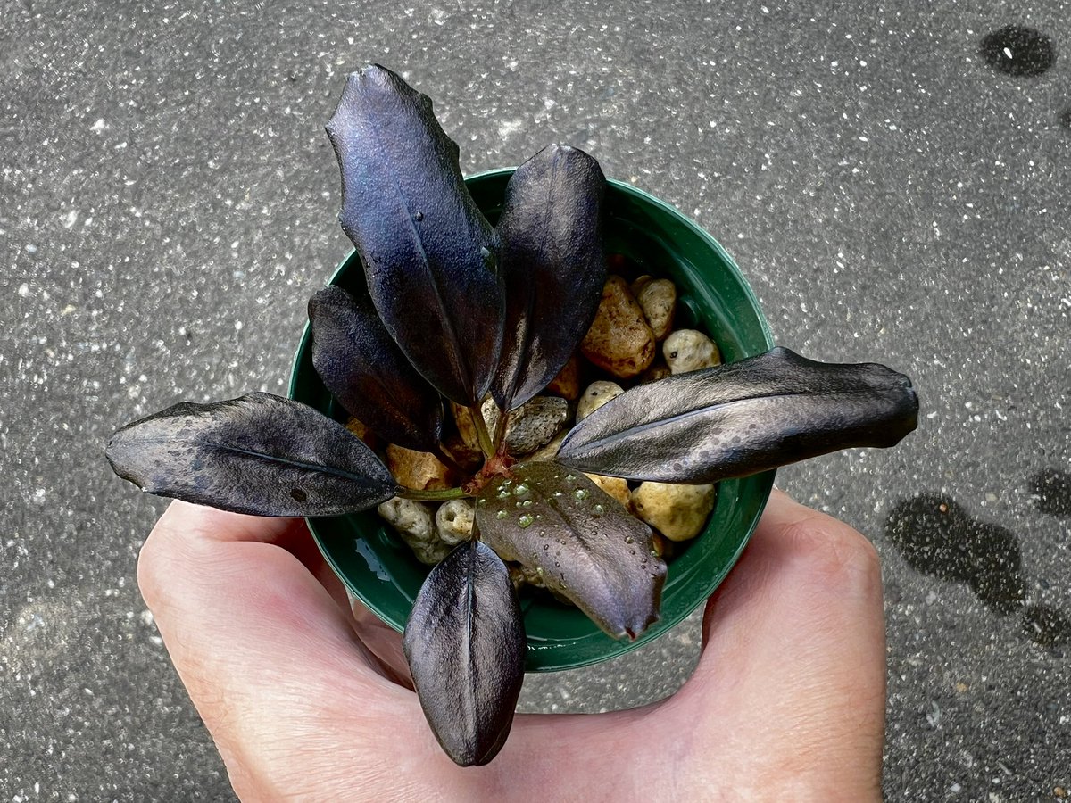 Blutan55 tweet media