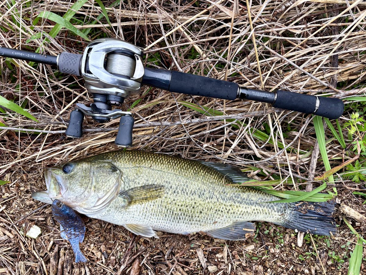 🎣youさんの釣具部屋🎣 tweet media