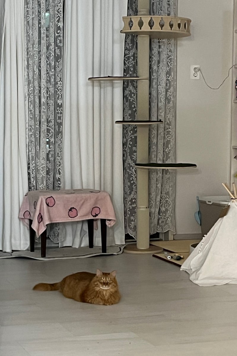 징짜 바닥선호 냥이가 있어 우리애는 하루에 딱 한번 올라감.. 그 외에는 바닥에서 널부러져 누워있기