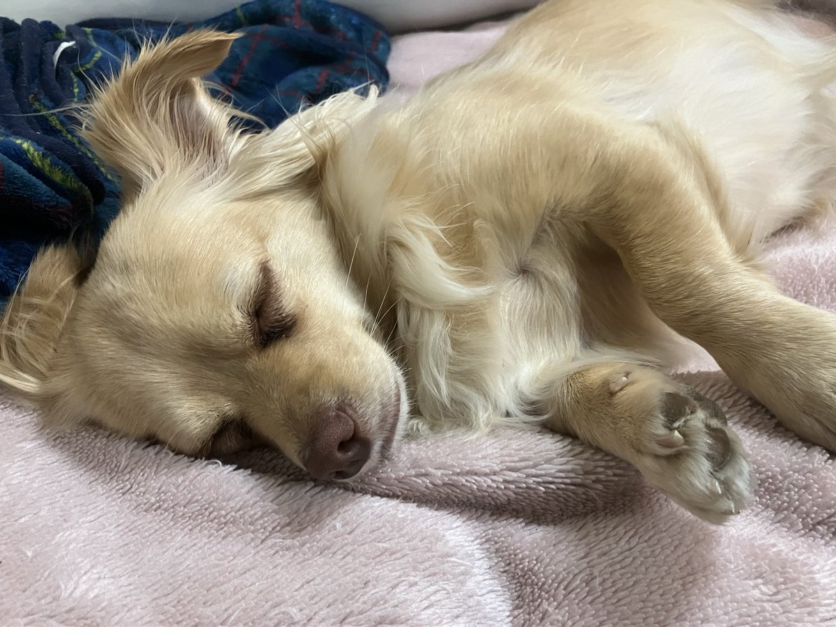 大天使ブリエル tweet media