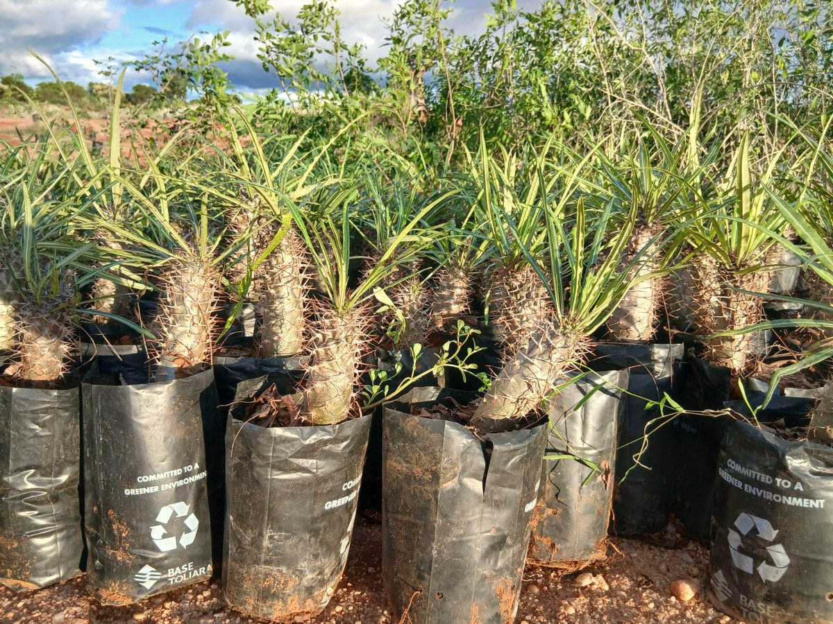OceanFarmers's tweet photo. 🌱 Restaurer la terre pour protéger l’océan 🌊

Campagne de #Reboisement à Angarazy, district de Morombe 🌍

🌿1 000 jeunes plants mis en terre sur 1 hectare, au cœur d’un programme de 25 hectares aux côtés de la DREDD Atsimo Andrefana

Crédits photos : MEDD

 #Seaweedfarming https://t.co/C6zRkVpL91