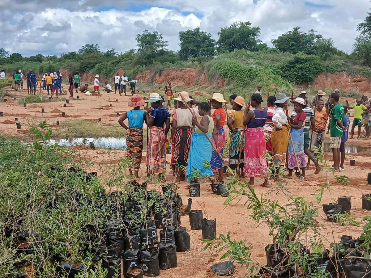 OceanFarmers's tweet photo. 🌱 Restaurer la terre pour protéger l’océan 🌊

Campagne de #Reboisement à Angarazy, district de Morombe 🌍

🌿1 000 jeunes plants mis en terre sur 1 hectare, au cœur d’un programme de 25 hectares aux côtés de la DREDD Atsimo Andrefana

Crédits photos : MEDD

 #Seaweedfarming https://t.co/C6zRkVpL91