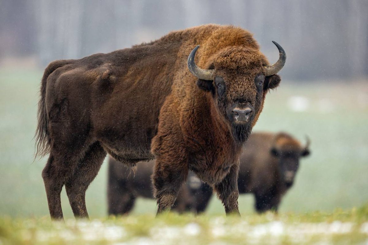 EcoPolitic_'s tweet image. #Bison were saved from extinction. 

Now they are helping to preserve #ecosystems and other #animals. 

More information in the news – ecopolitic.com.ua/en/news/bison-…

#ecopolitic #ecology #environment
